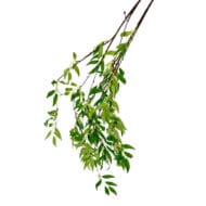 GNW Green Artificial Hanging Willow Leaves Vines MY-33 - Image 3