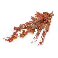 GNW Orange Artificial Ivy Hanging Plant  CT-06 - Image 2