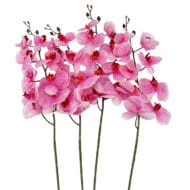 GNW Fuchsia Artificial Orchids Real Touch YW-29 - Image 2