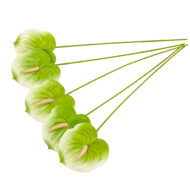 GNW Light Green Artificial Anthurium LRR-296 - Image 2
