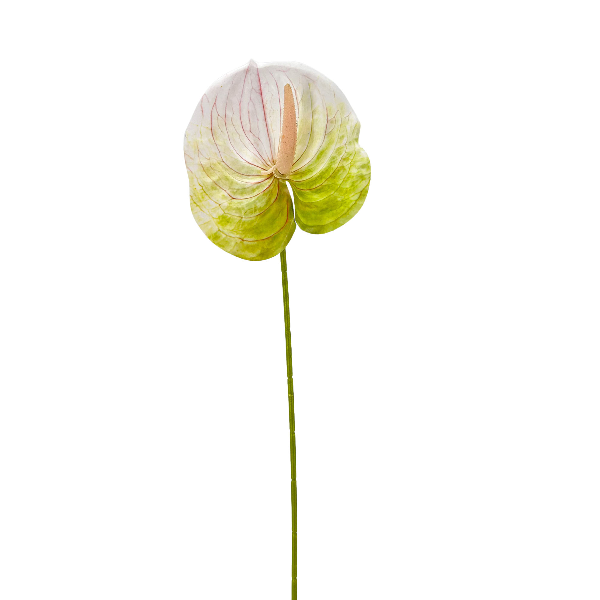 IMG_7104 GNW Gradient Green Artificial Anthurium LRR-295 - Image 1