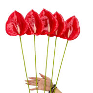 GNW Red Artificial Anthurium LRR-288 - Image 3