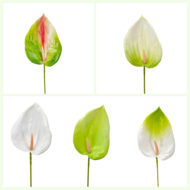GNW Green Artificial Anthurium LRR-283 - Image 4