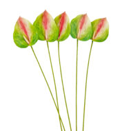 GNW Pink Green Artificial Anthurium LRR-285 - Image 2