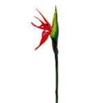 GNW Red Artificial Bird Of Paradise Heliconia Flower HC-03