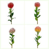 GNW Red Artificial Tropical Cushion Protea Flower HC-08 - Image 3