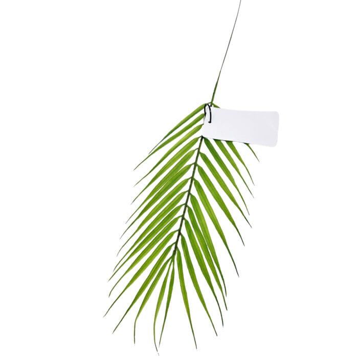 GNW Green Artificial Palm Leaf HC-12 - Image 2