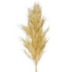 GNW Ivory Real Pampas LW