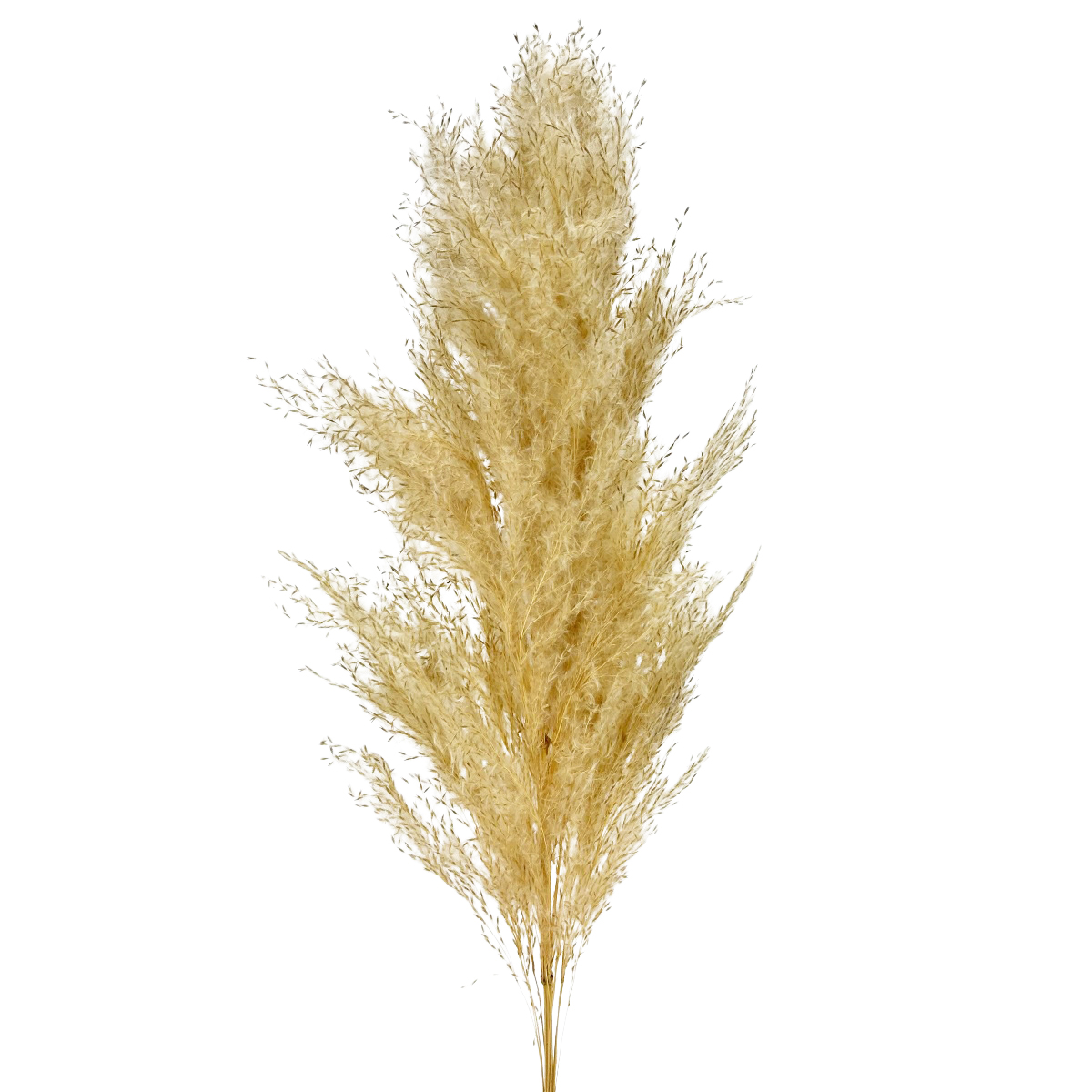 IMG_2281 GNW Ivory Real Pampas LW - Image 1