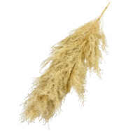GNW Ivory Real Pampas LW - Image 2
