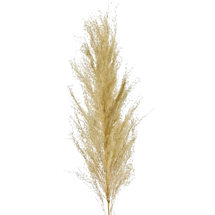 GNW Ivory Real Pampas LW - Image 4