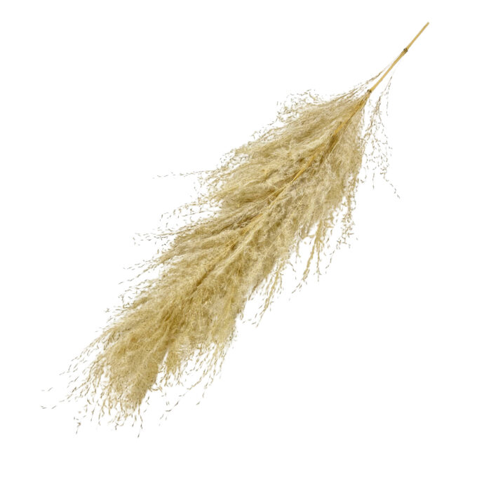 GNW Ivory Real Pampas LW - Image 3
