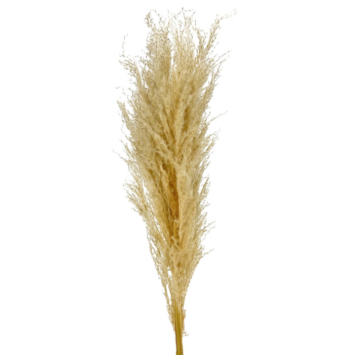 GNW Ivory Real Pampas LW - Image 6