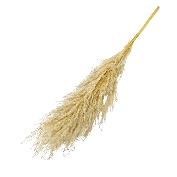 GNW Ivory Real Pampas LW - Image 5