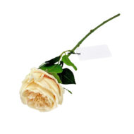 GNW Champagne Pink Artificial Garden Rose Real Touch JM-103 - Image 2