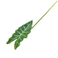 GNW Green Artificial Faux Olive Branch Real Touch MPG-40 - Image 2