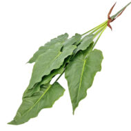 GNW Green Artificial Faux Olive Branch Real Touch MPG-33 - Image 2