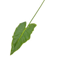 GNW Green Artificial Faux Olive Branch Real Touch MPG-31 - Image 2