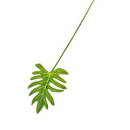 GNW Green Artificial Faux Olive Branch Real Touch MPG-34 - Image 2