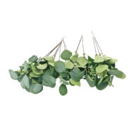 GNW Green Artificial Eucalyptus With Round Leaves TC-09 - Image 3