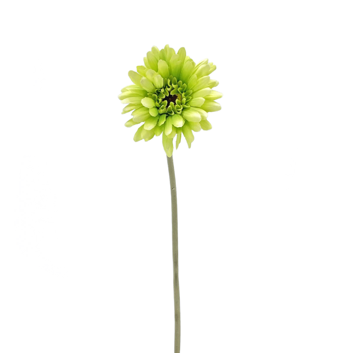 IMG_6365 GNW Green Artificial Chrysanthemum DY-04 - Image 1