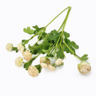 GNW Champagne Artificial Small Peony LRX-42 - Image 2