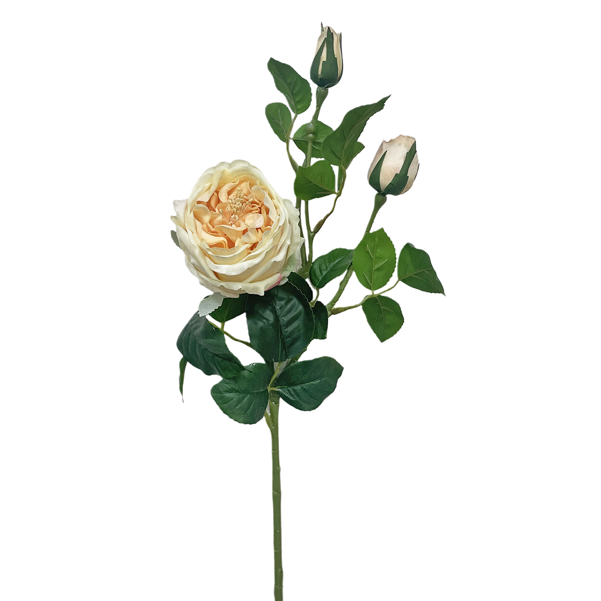 QQ图片20241109140858 (18) GNW Yellow Artificial David Austin Rose Real Touch QH-99 - Image 1