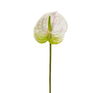GNW Fuchsia Artificial Anthurium SM-05 - Image 6