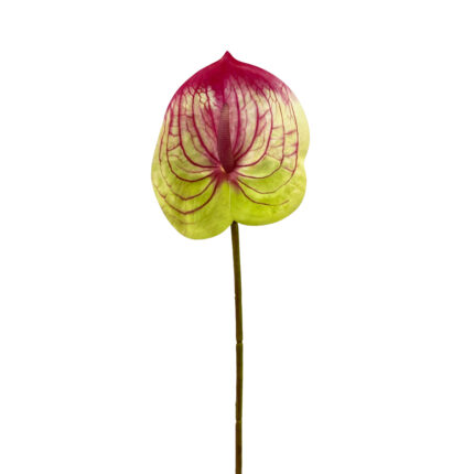 GNW Gradient Fuchsia Artificial Anthurium SM-04