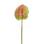 GNW Gradient Light Red Artificial Anthurium SM-09