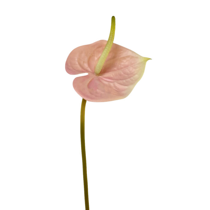 GNW Gradient Pink Artificial Anthurium Real Touch XS-35 - Image 9