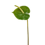GNW Green Artificial Anthurium Real Touch XS-32