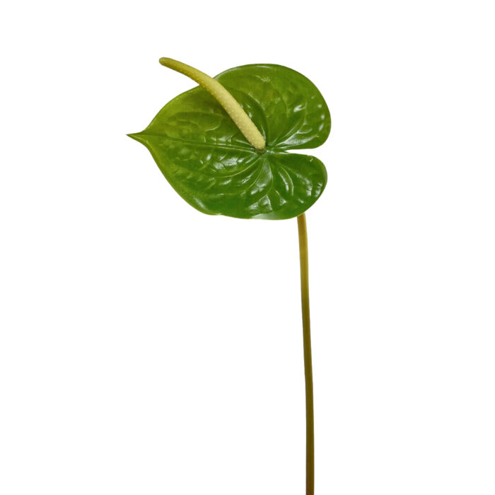 GNW Gradient Pink Artificial Anthurium Real Touch XS-35 - Image 5