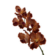 GNW Brown Artificial Orchids Real Touch XS-41 - Image 2