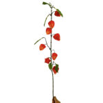 GNW Orange Artificial Physalis Fruit HD-06