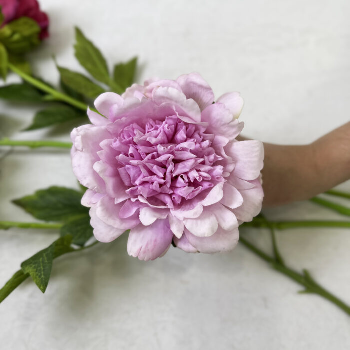 GNW Purple Artificial Austin Rose Real Touch GYX-88 - Image 2