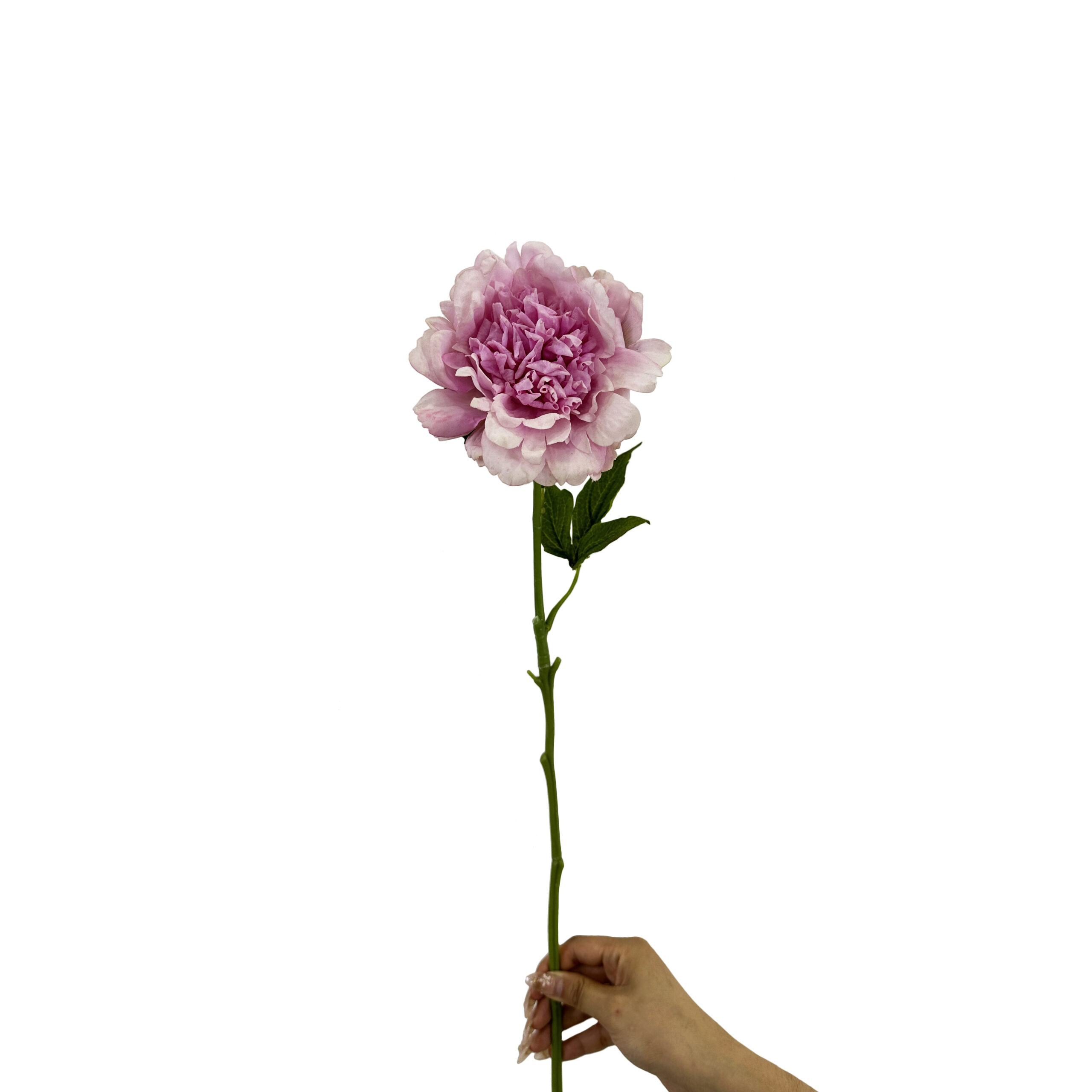 7 GNW Purple Artificial Austin Rose Real Touch GYX-88 - Image 1