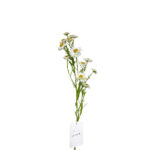 GNW White Artificial Daisy Poppy Real Touch SG-11