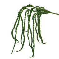 GNW Green Artificial Amaranthus Caudatus XHH-24 - Image 3