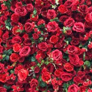Customization Decor 5D Artificial Silk Flower Wall 8ft X 8ft Roll Up Wedding Backdrop Event Photography - Image 2