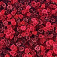 Customized Wedding Decoration Roll Up 5D Fabric Flower Wall Backdrop Artificial Silk Red Rose Flower Wall - Image 2